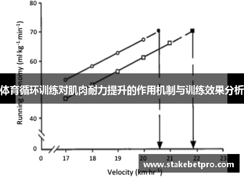体育循环训练对肌肉耐力提升的作用机制与训练效果分析